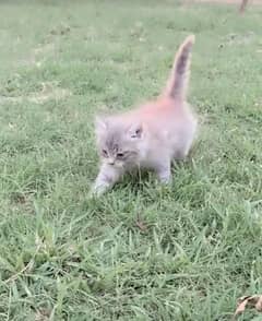 Persion kitten grey colour