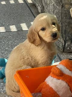 Golden Retriever Puppies