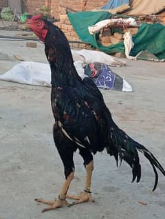 Ehtisham