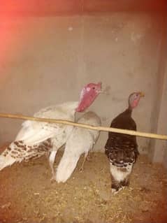 turkey