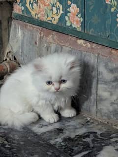 Persian Long Coat Kitten Female