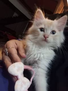 Persian male kitten for sell in reasonable price