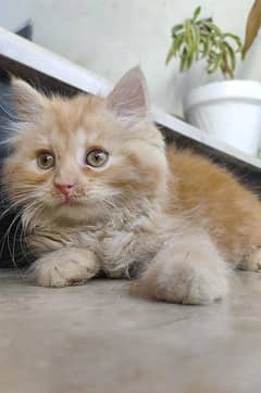 parshian kitten for sale 03141162863