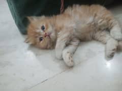 parshian kitten for sale 03141162863