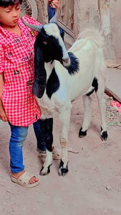 3 Bakra Qurabani k for sale