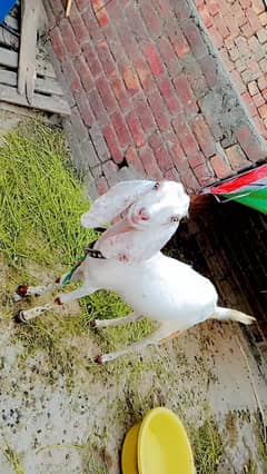 Bakra bakri pair for sale