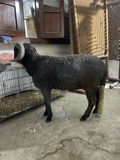 bakra mainda