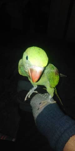 raw parrot age 7 maah final demand argent sale