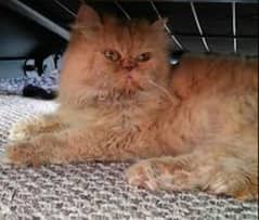 Piki to punch face heavy furr male cat