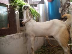 Bakra 2dant reasnoble price for sale