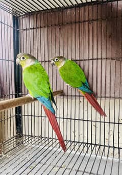 Pineapple Conure 3 Breeder Pairs