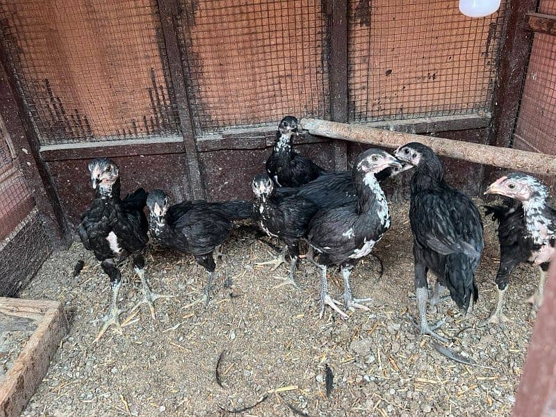 Thai aseel black murgian and murgay. 0