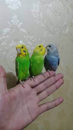 hand