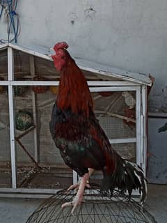 Outclass breeder aseel