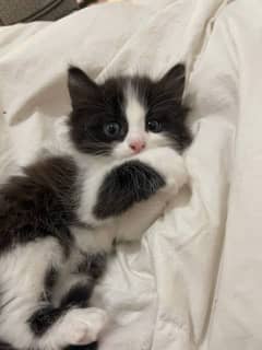 Persian kitten