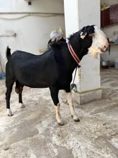 goat for sale