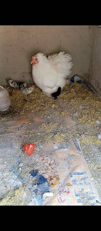 white bentam with chicks 0