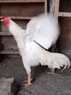 aseel Heera / Hira male