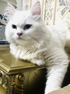 cat male