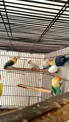 Lovebirds, Love Birds, Love Bird, Lovebird