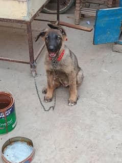 Blagiem sheperd dog for sale  Whatsapp 0-3-0-5-3-5-0-8-8-8-7