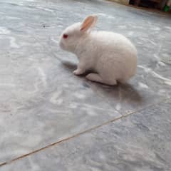 male and female rabbit available
