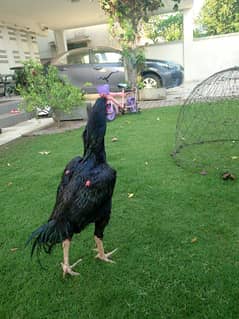Black Aseel Mushka murgha