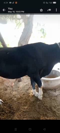 Kubsurat and pyara bachra for sale
