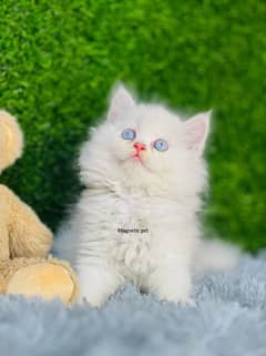 blue eyes white Persian kitten|Triple long coat |punch Face|cat babies