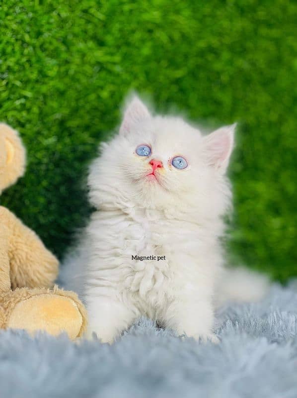 blue eyes white Persian kitten|Triple long coat |punch Face|cat babies 0