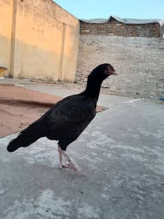 Aseel Madii