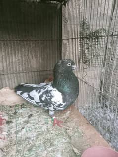 Rampuri Pigeons