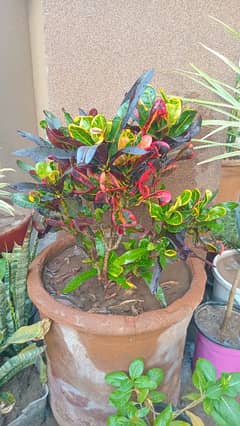 Home grown indoor plants