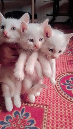 Odd persian cat with 4 kittens.