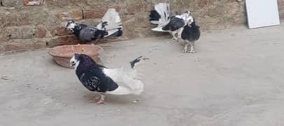 lucky pigeon