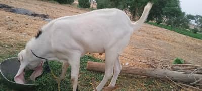 Qurbani Bakra | Goat for sale | 2 dant bakra