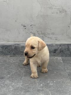 Labrador