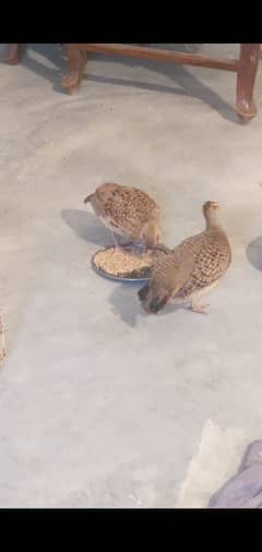 Teeter pair of sale h jis bhai ko amjh ma aye rabta kre breeder pair