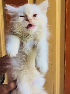 PARSIAN CAT