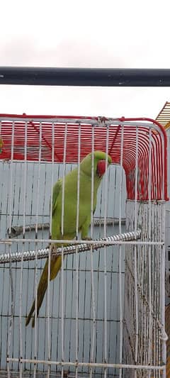 hand pam parrot pair ghr k Pala hua hai