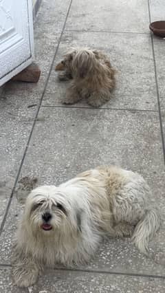 Maltese