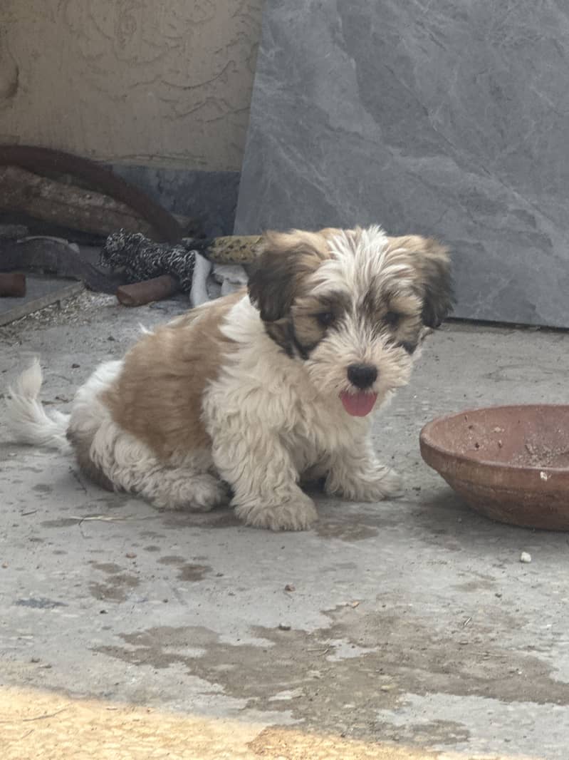 Maltese Pair/BabiesAlso Available for sale. 2