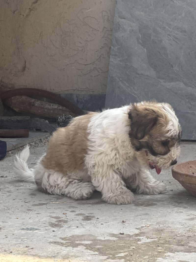 Maltese Pair/BabiesAlso Available for sale. 12