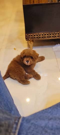 imported french toy poodles