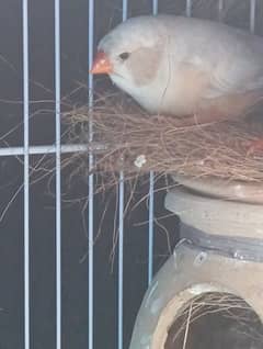 MUTATION FINCH