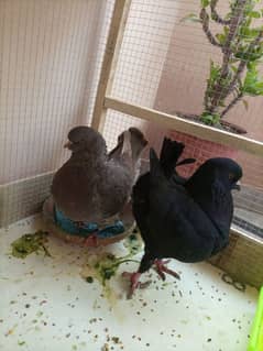 Fancy pigeons