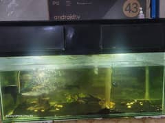 5Ft Aquarium Complete Setup WIth Fishes