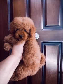 toy