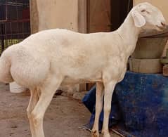 Qabli Dumba