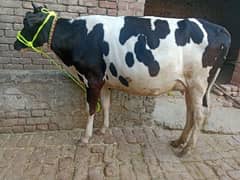 cow